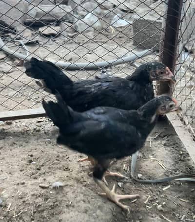 Thai + Pakistani cross and mianwali chicks