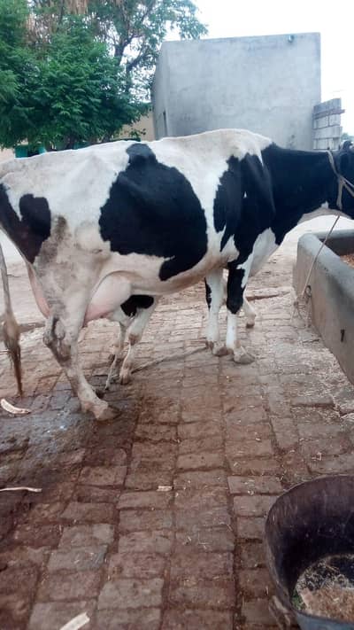 cow for sale