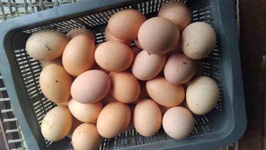 Plymouth rocks eggs for sale