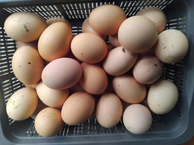 Plymouth rocks eggs for sale — photo 2