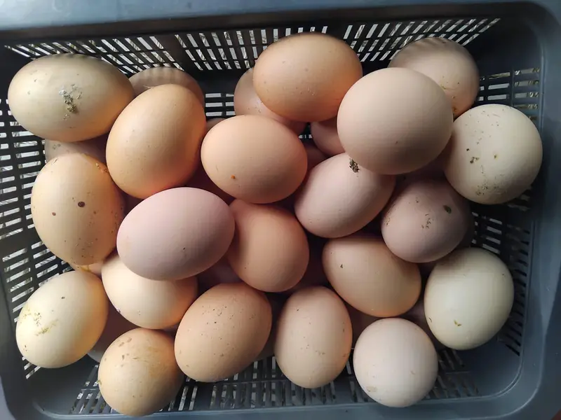 Plymouth rocks eggs for sale — photo 3