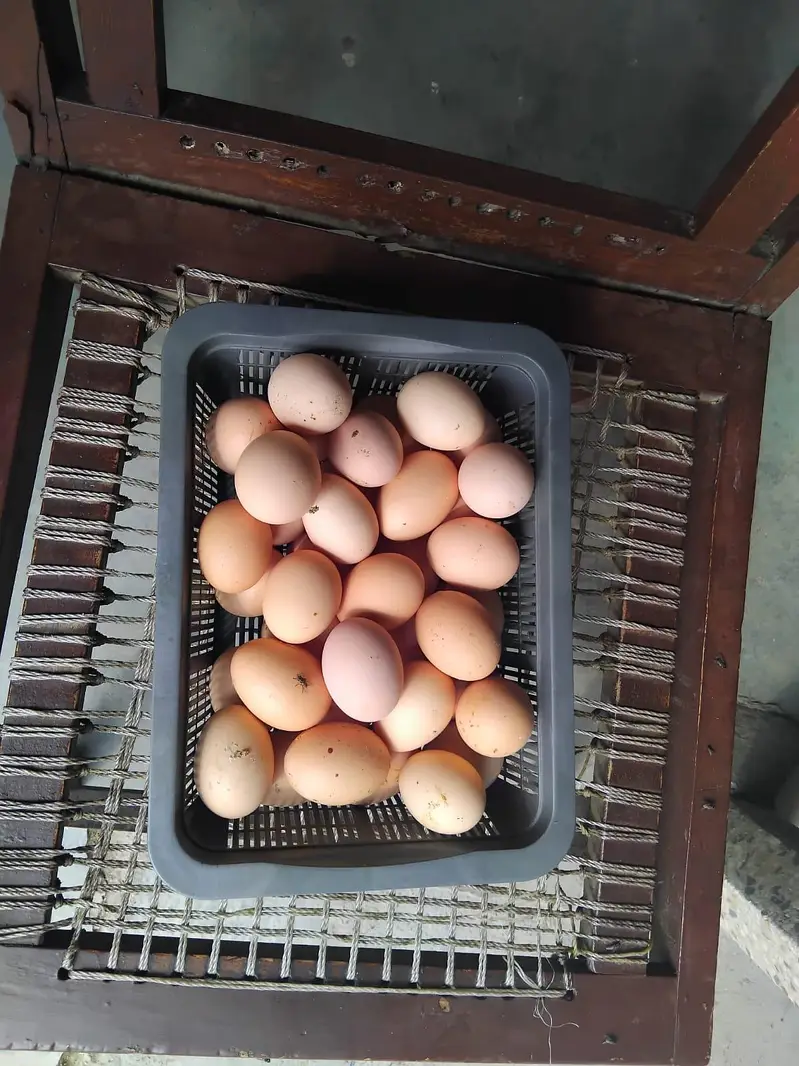Plymouth rocks eggs for sale — photo 4