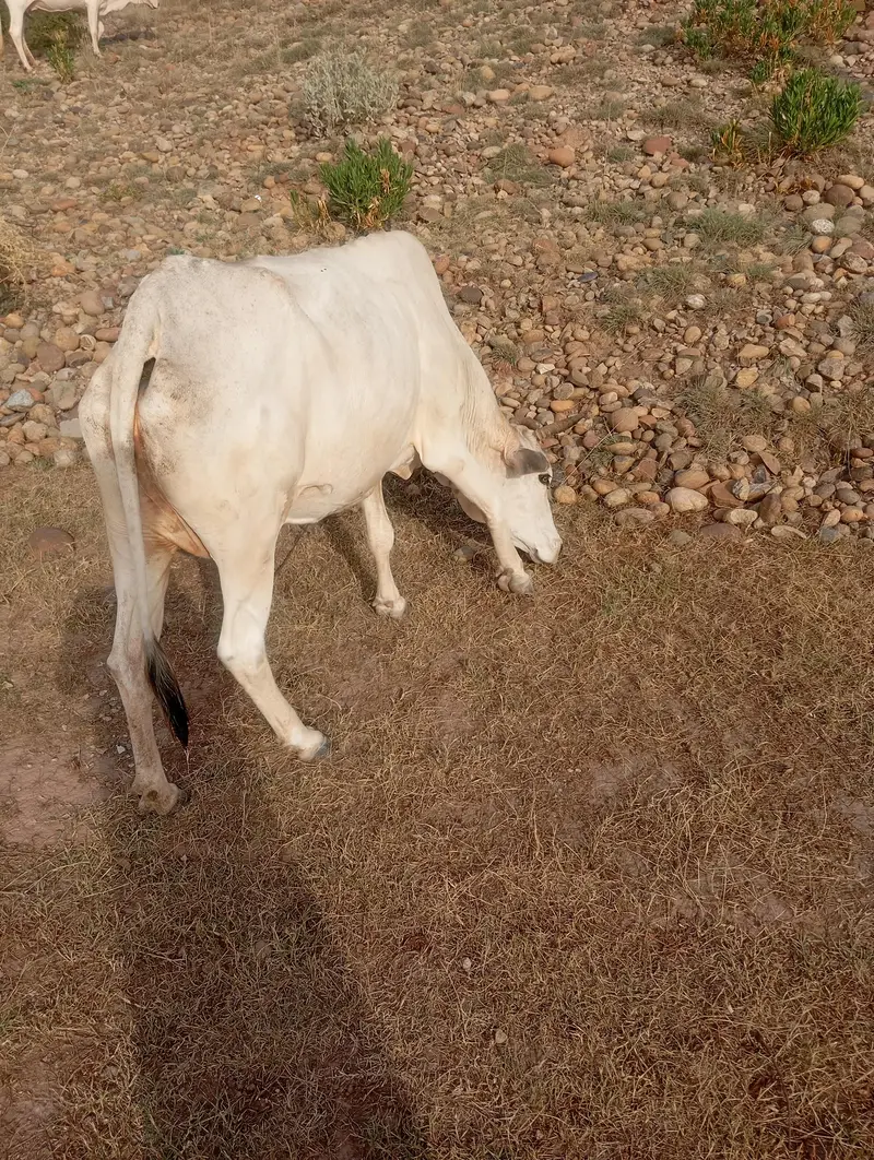 cow for sale