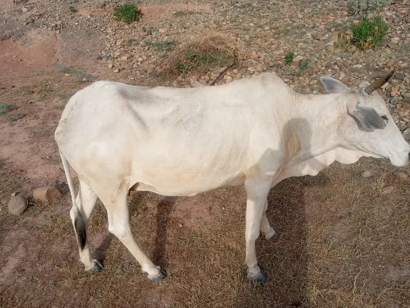 cow for sale — photo 2