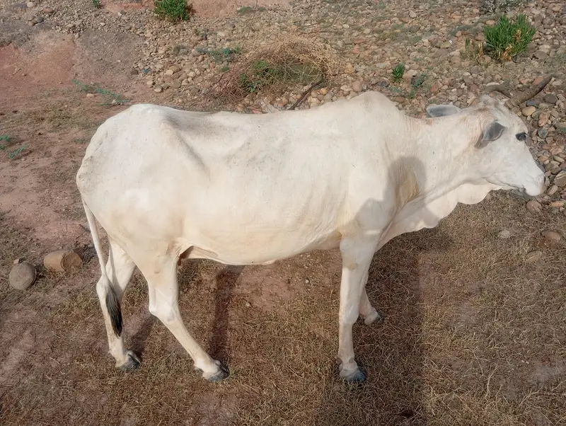 cow for sale — photo 3