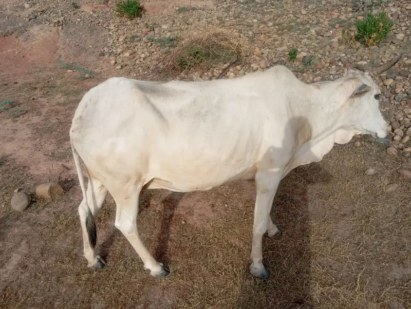 cow for sale — photo 4