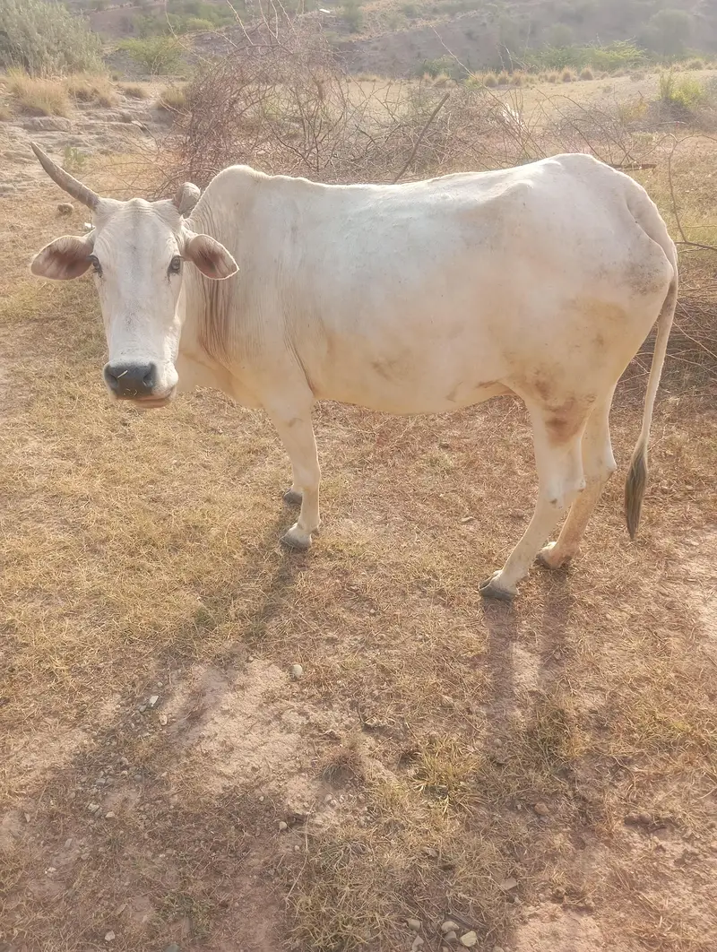 cow for sale — photo 5
