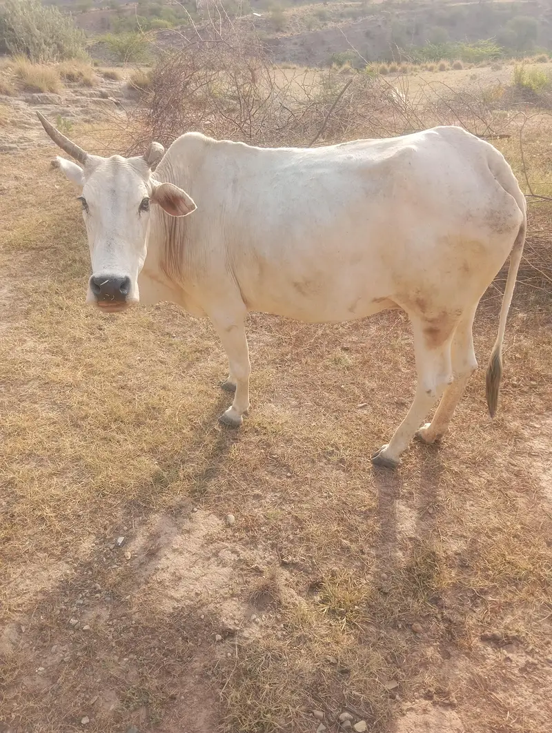 cow for sale — photo 6