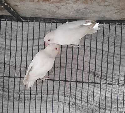Albino red eye pair