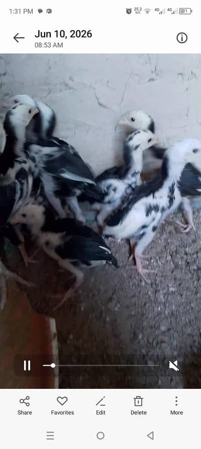 ہائی کوالٹی لسانی چیک اویلیبل