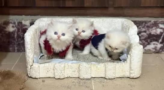 (Persian female kitten) (for sale all) (Pakistan delivery available)