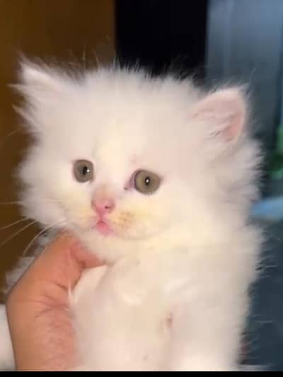 playful kitten/phone#03220172500