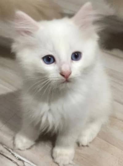 Persian kitten
