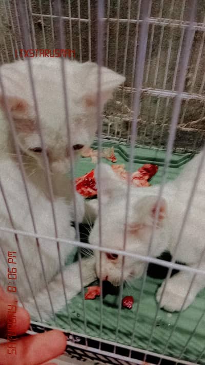 Persian cats