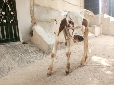 Cholistani Bachra