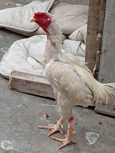 asel murgha Hy abhi bacha Hy 8 mahine ka