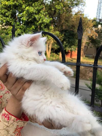 white Persian kittens