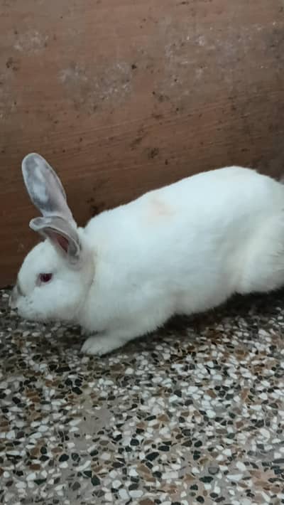 New Zealand White Rabbit