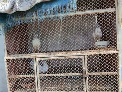 pigeon sell