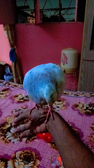 hantam pigeon hai