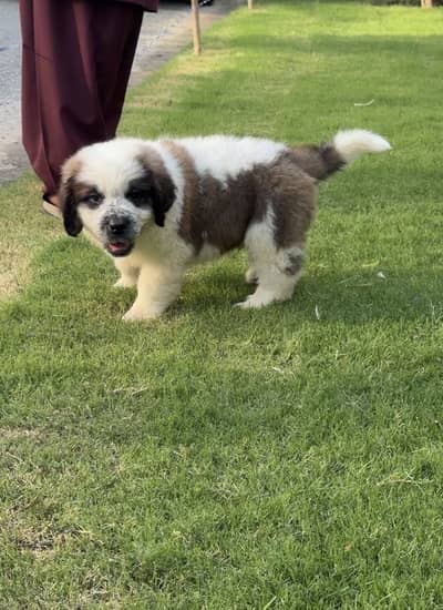 Saint bernard male puppy
