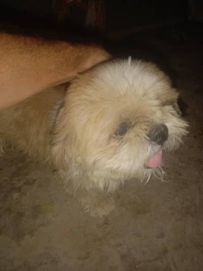 shihtzu shihtzu dog03036337755
