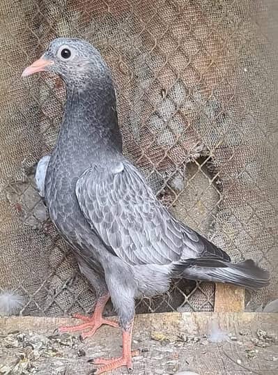 parwazi bacay for sale