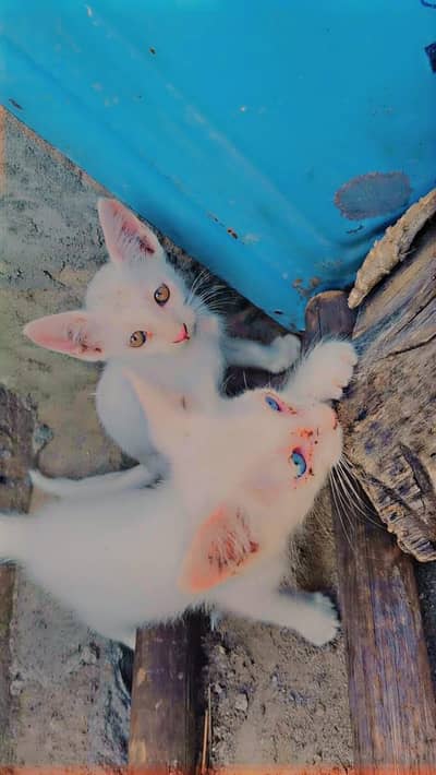 kitten baby sale
