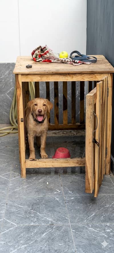 Labrador retriever puppy available