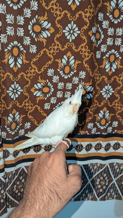 Red eyes Cockatiel Albino chick for hand tamed