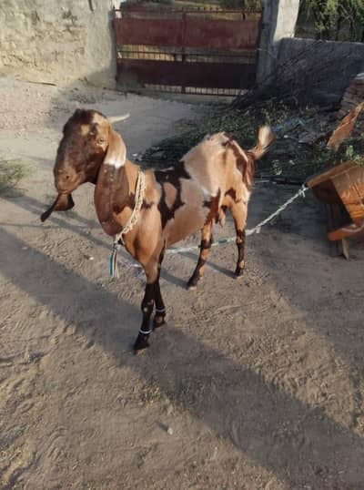 good bital Bakra sharee gabban ha
