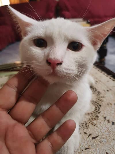 Persian cat 20000 each