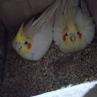 03 cream cocktail pair ready for 2nd breede