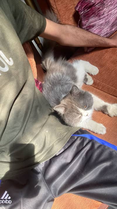 Male cat