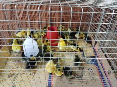 Duck Chicks Available