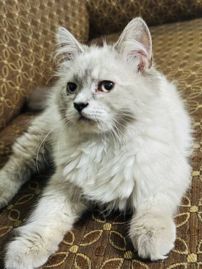 Siamese double coat male kitten available
