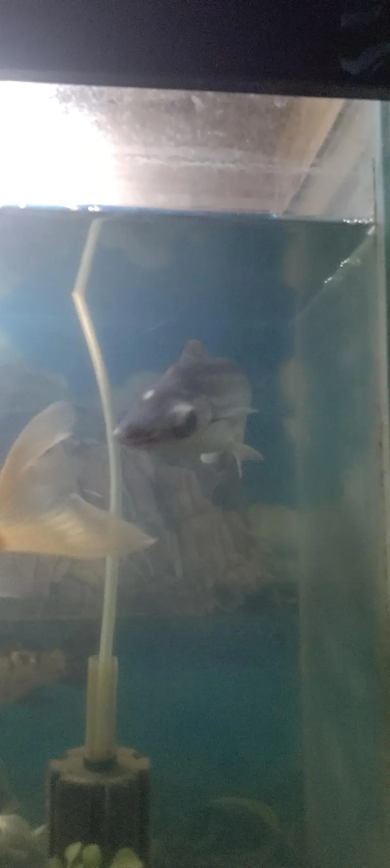 Carb & blue line shark — photo 2