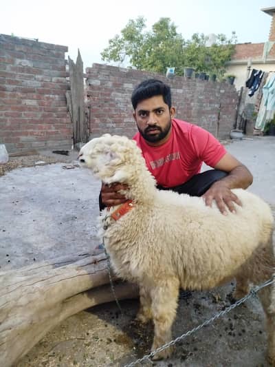 DG khan k kaky gulabi mundray