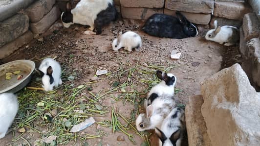 Rabbit baby 3 pairs