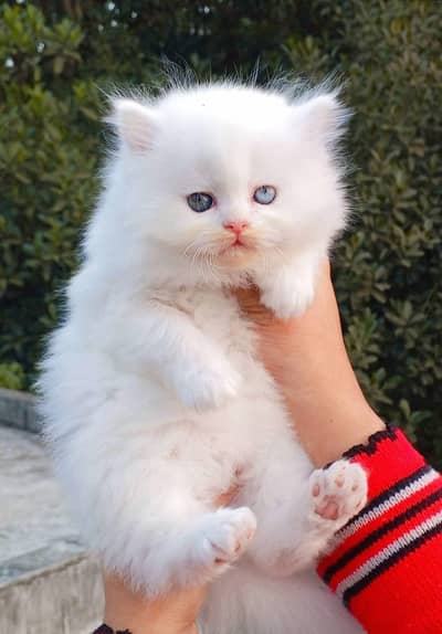 (Persian female kitten) (for sale all) (Pakistan delivery available)