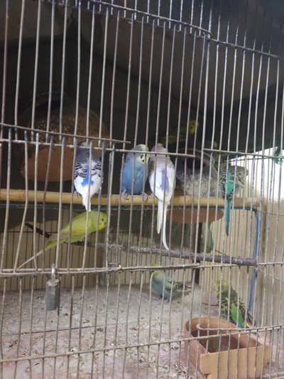 4 pair ostrelian toty for argent sell + cage