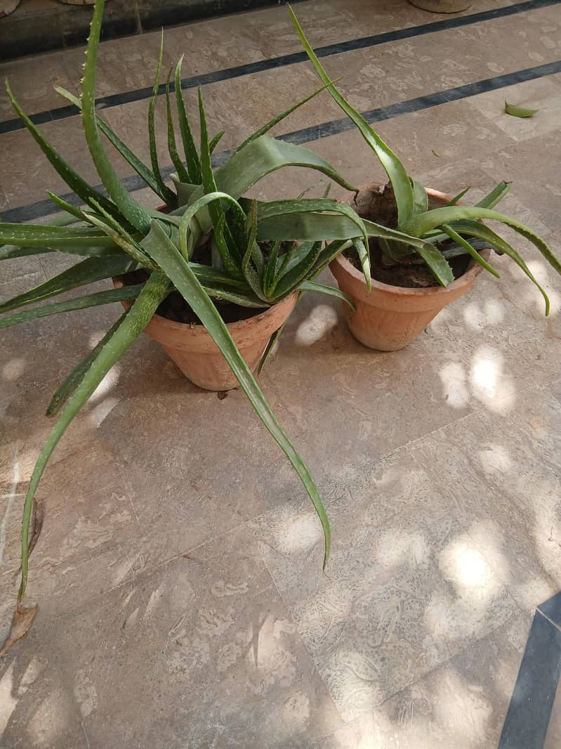 Plants 2