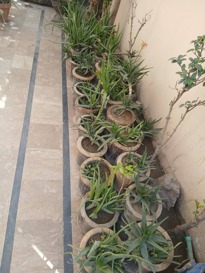 Plants 3