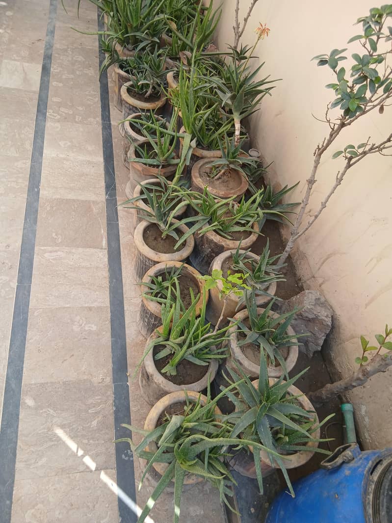 Plants 4