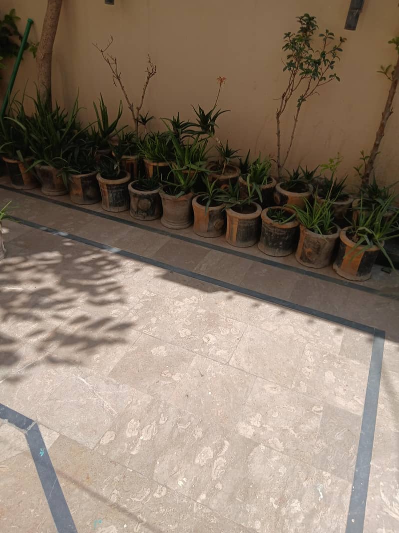 Plants 5