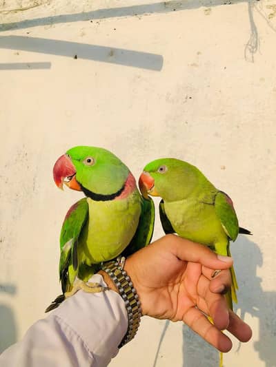 raw parrot pair