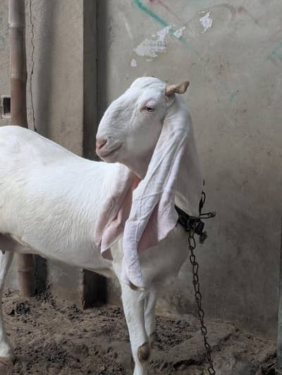 4 teeth bakri with 2 male kids