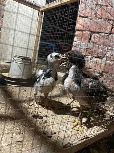 Aseel Chicks for sale 1 month age