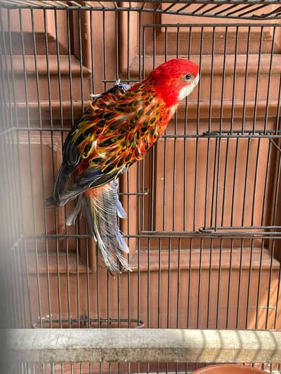 Rosella Adult Single