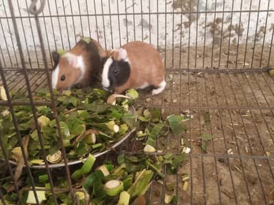 guinea pig